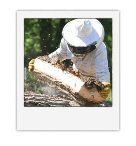 Relocating a Wild Honeybee Hive Image